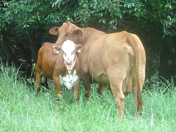 Cattle weaning rings shop