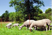 Picture of Sheep Netting Electrifiable