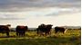 Picture for category LIVESTOCK