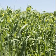 Picture of Winter Cover Crop Seed Mix 2024 BOS GRO WINTER COVER 