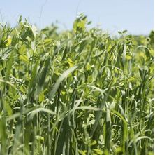 Picture of Winter Cover Crop Seed Mix 2025 BOS GRO WINTER COVER & Inoculant 