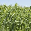 Picture of Winter Cover Crop Seed Mix 2026 BOS GRO WINTER COVER CROP