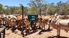 Picture of BOS BAG Combo - for livestock comfort.