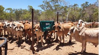 Picture of BOS BAG Combo