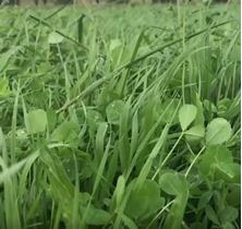 Picture of Winter Pasture Regenerative Seed Mix 2024 BOS GRO 