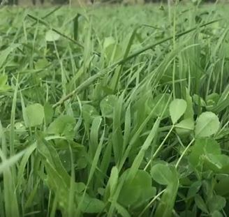 Picture of Winter Pasture Regenerative Seed Mix 2024 BOS GRO 