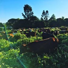 Picture of 2025/2026 BOS GRO Summer Cover Crop REGENERATIVE Seed Mix PER BAG