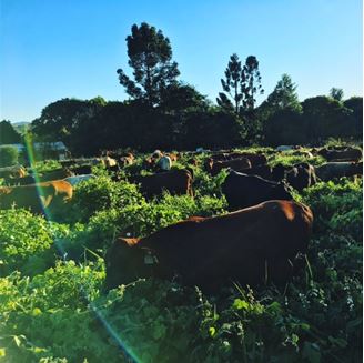 Picture of 2025/2026 BOS GRO Summer Cover Crop REGENERATIVE Seed Mix PER BAG
