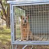 Picture of "Aussie Box" Raised Dog Kennel