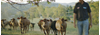 Picture of Beef Box 1/4 Meat Pack 