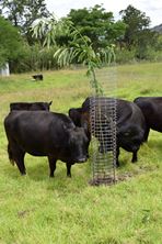 Picture of Ekidna Tree Guard