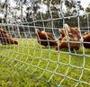 Picture of Electrifiable Poultry Netting