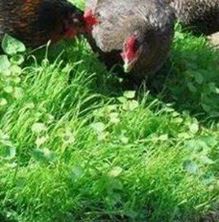 Picture of Clucka Tucka Poultry Feed Seed Mix
