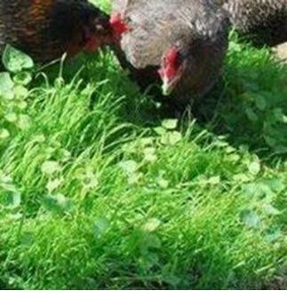 Picture of Clucka Tucka Poultry Feed Seed Mix