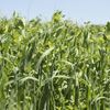 Picture of Winter Cover Crop Seed Mix 2026 BOS GRO WINTER COVER CROP