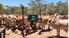 Picture of BOS BAG STARTER COMBO 5kg grainsave - for chemical free fly control!!!
