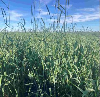 Picture of 2026 BOS Winter Econo Grazing Mix Per KG Bulk Buy Rate